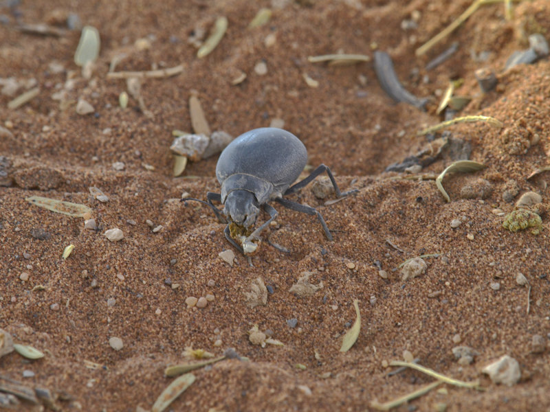 Beetle, Sossusvlei
